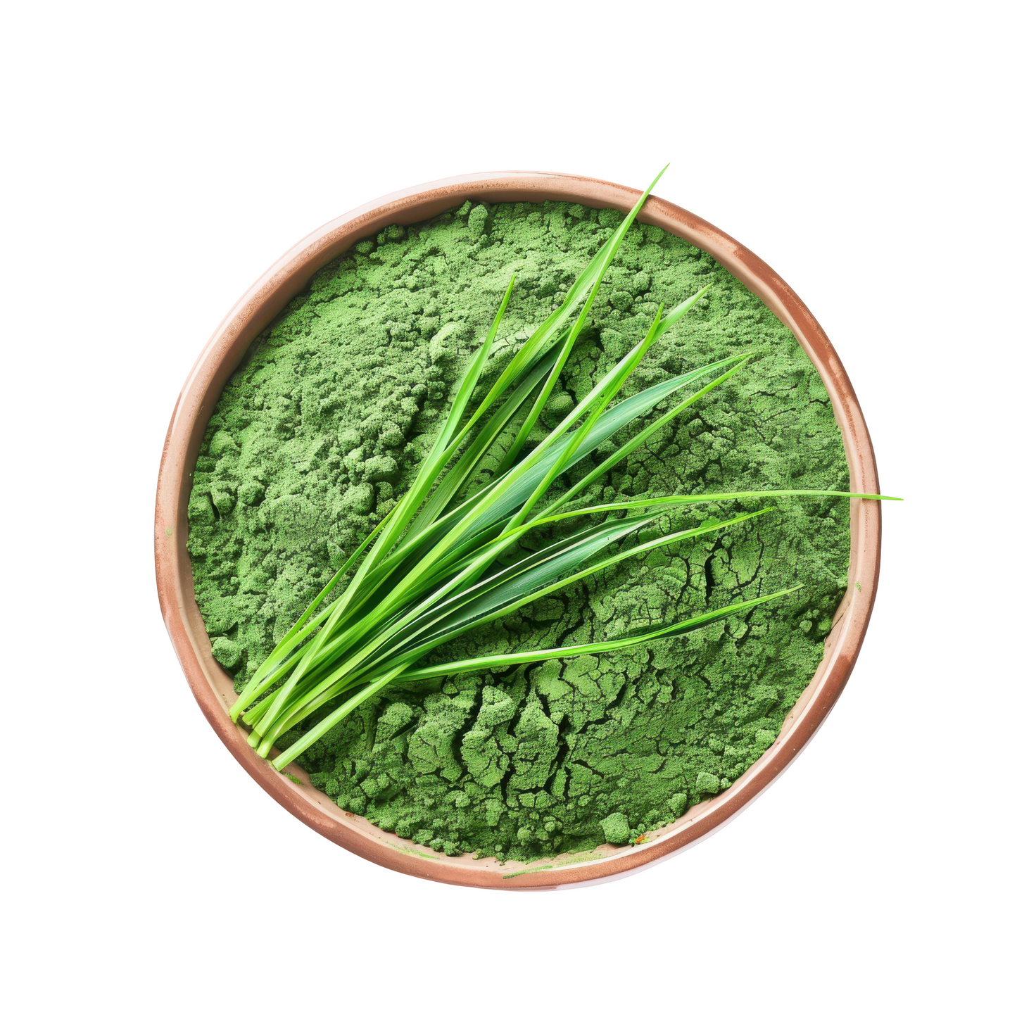 Wheatgrass Powder
