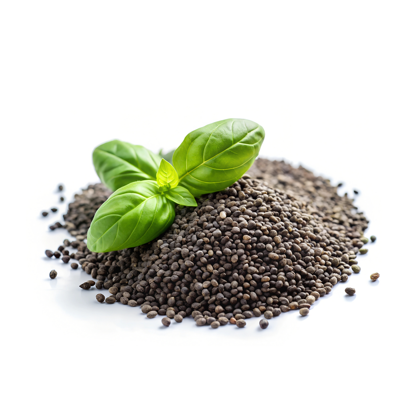 Basil Seeds