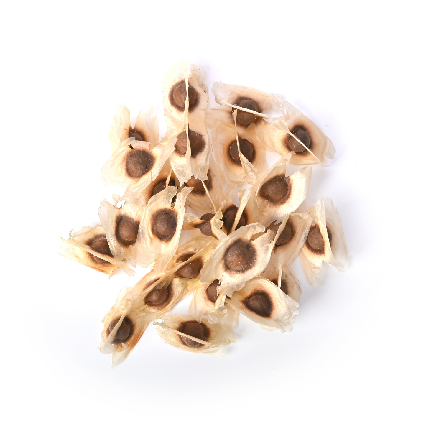 Moringa Seeds
