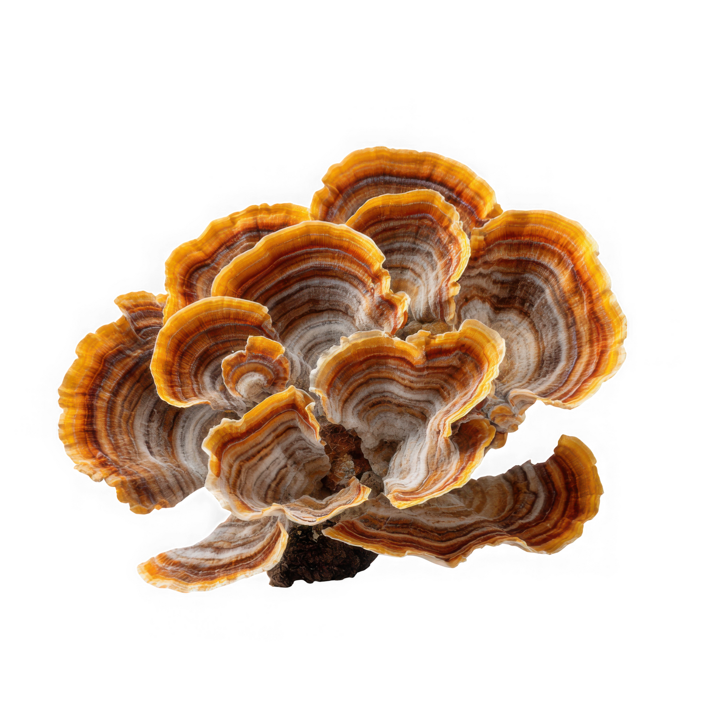 Turkey Tail Mushroom Powder