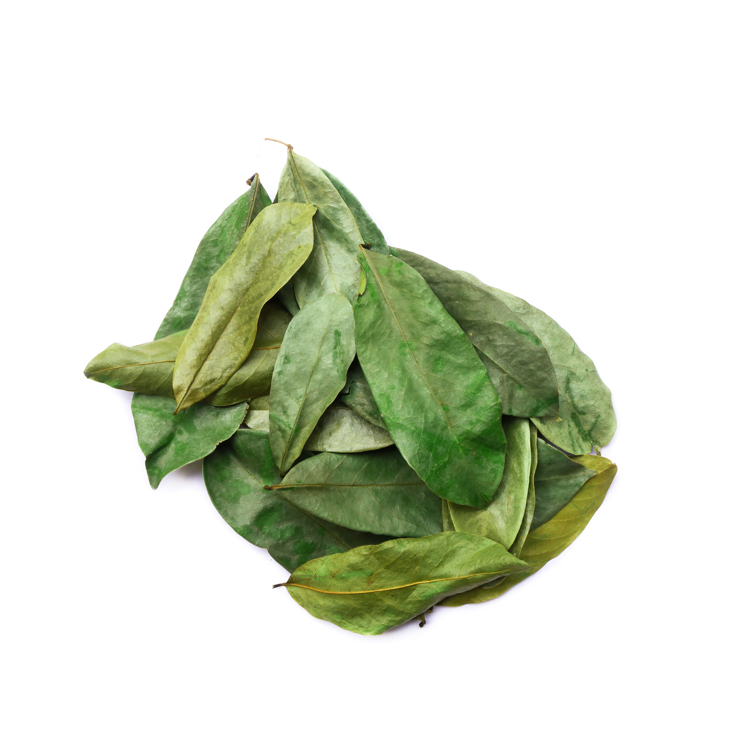 Soursop Leaves