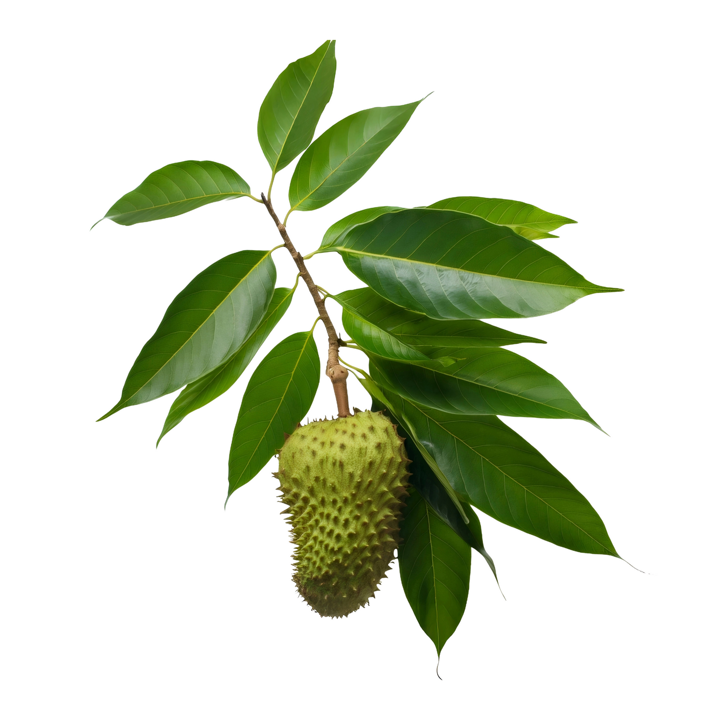 Dried Soursop Leaves